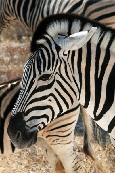 Close-up of a Zebra Head in Namibia – Free Stock Photo for Download