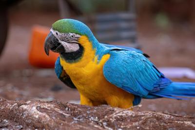 Adult Blue and Yellow Macaw (Ara ararauna) – Free Stock Photo, Download Free