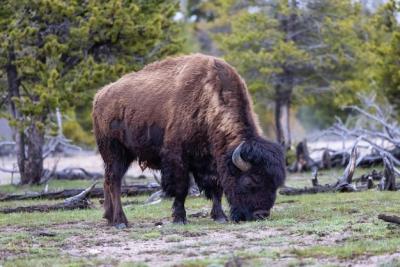 Bison Grazing in the American Landscape of Yellowstone National Park – Free Download