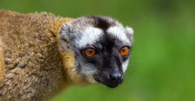 Beautiful Maki Lemur in Nature – Free Stock Photo for Download