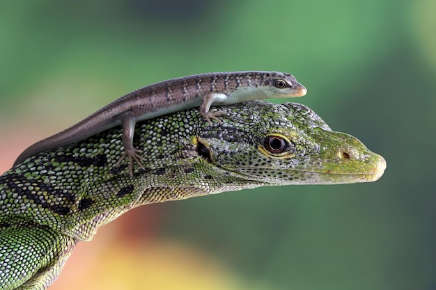 Olive Tree Skink and Varanus Prasinus Close-Up – Free Stock Photos for Download