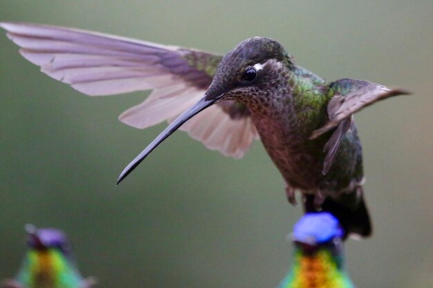 Close-up of Bird Flying Over Feeder – Free Stock Photo, Download for Free