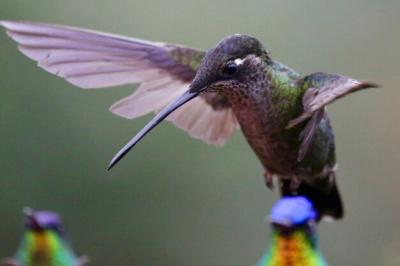 Close-up of Bird Flying Over Feeder – Free Stock Photo, Download for Free