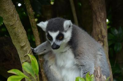 Lemur on Tree in Forest – Free Stock Photo for Download