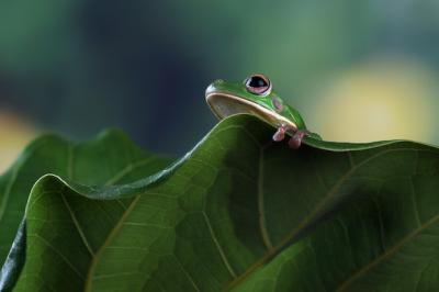 Whitelipped Tree Frog Litoria Infrafrenata Hiding on Green Leaves – Download Free Stock Photo