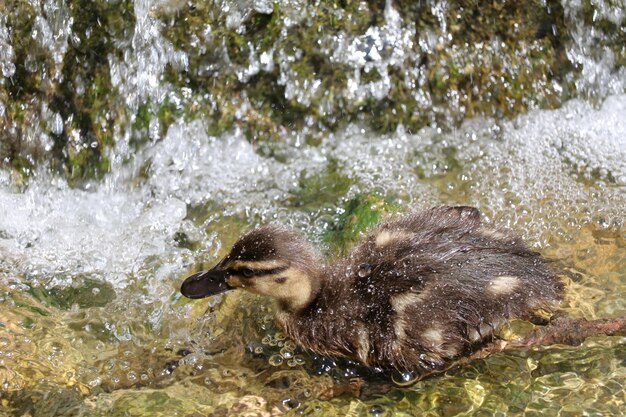 Mallard Duckling Swimming in Lake – Free Stock Photo for Download