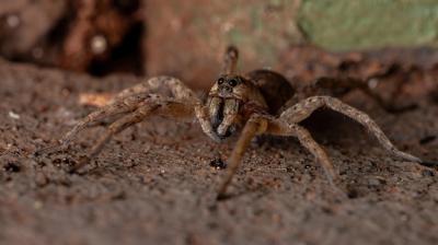 Close-up of Spider – Free Download, Download for Free, Free Stock Photo