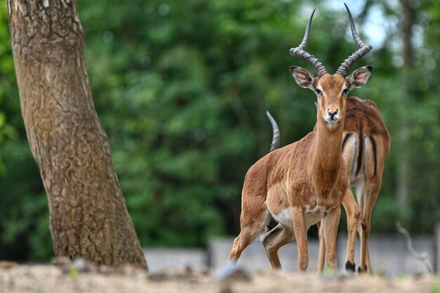 Deer Standing in a Beautiful Field â Free Download