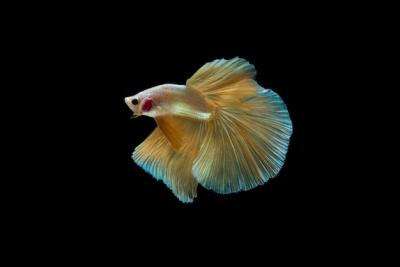 Stunning Halfmoon Betta Fish – Free Stock Photo, Download Free