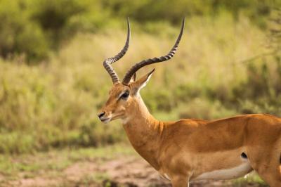 Stunning Deer on Field – Free Stock Photo for Download