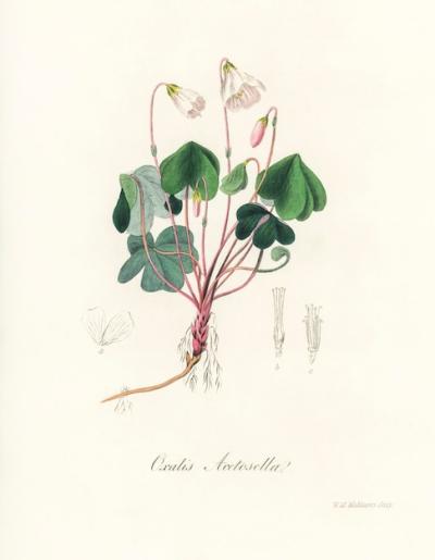 Wood Sorrel (Oxalis Acetosella) Illustration from Medical Botany (1836) – Free Stock Photo Download