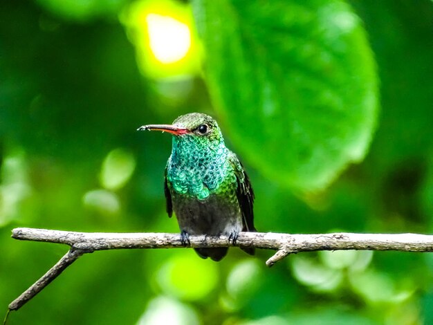 Hummingbird Close-Up on Branch – Free Download