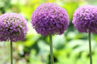 Stunning Purple Verbena Flowers at Royal Botanical Gardens – Free Download