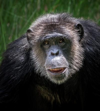 The Face of the Chimpanzee – Free Stock Photo Download