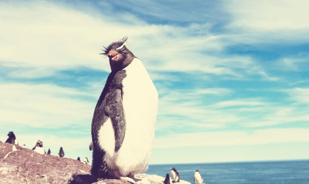 Rockhopper Free Stock Photo – Download for Free