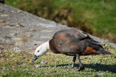 Female Paradise Shelduck Walking on Lush Green Grass – Free Stock Photo, Download for Free