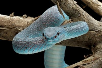 Blue Viper Snake on Branch: Close-Up of the Venomous Blue Insularis – Free Download