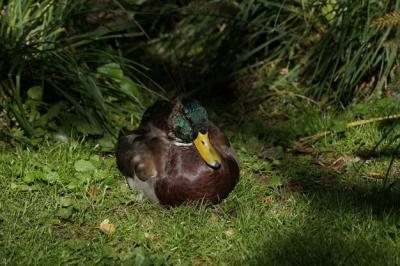 High Angle View of Duck on Grassy Field – Free Download