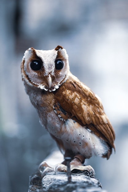 The Young Owl Observing Its Surroundings – Free Stock Photo, Download for Free