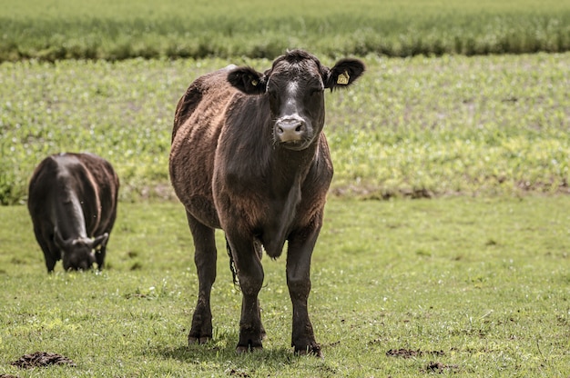 Black Cows Grazing in Morning Grassland – Free Stock Photo for Download