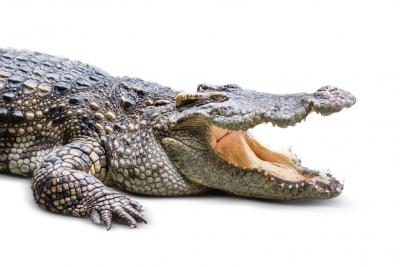 Crocodile Isolated – Free Stock Photo for Download