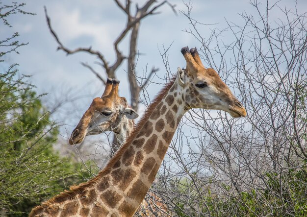 Giraffe in a Field – Free Stock Photo, Download Free