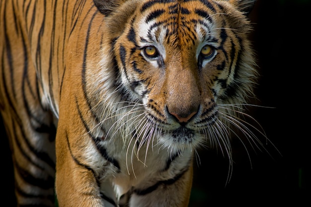 Tiger Portrait on a Black Background – Free Download