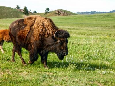 American Bison Walking on Grassy Field at Custer State Park – Free Stock Photo, Download for Free