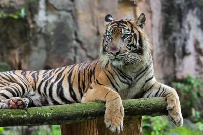 Portrait of a Young Bengal Tiger – Free Stock Photo, Download for Free