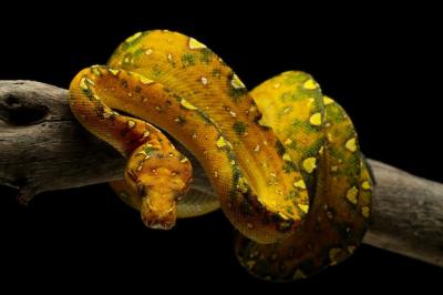 Juvenile Green Tree Python Closeup on Branch Against Black Background – Free Stock Photo, Download for Free