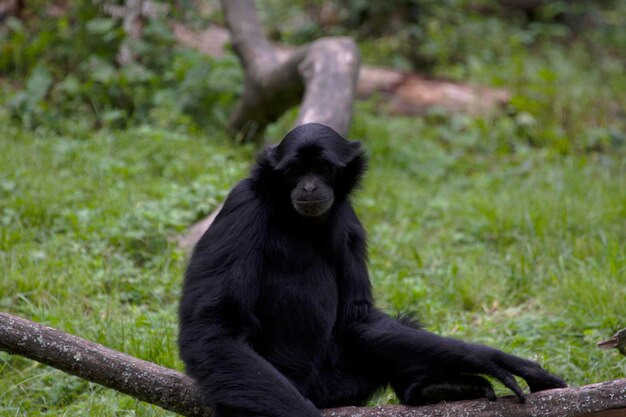 Monkey Sitting on Ground – Free Stock Photo for Download