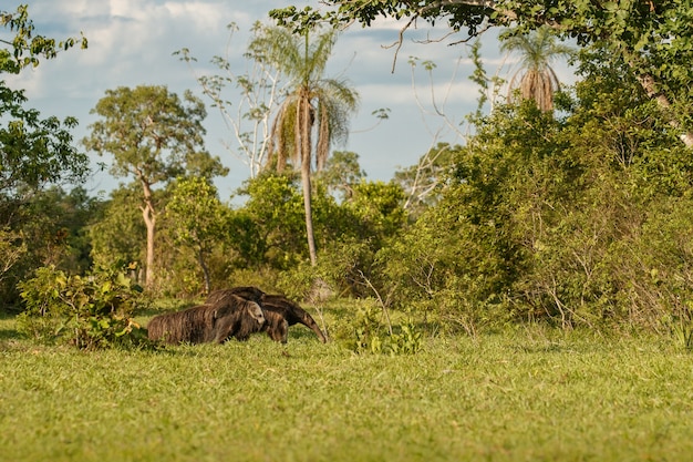 Amazing Giant Anteater in Its Natural Habitat – Free Download