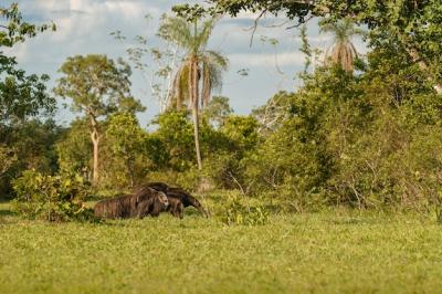 Amazing Giant Anteater in Its Natural Habitat – Free Download