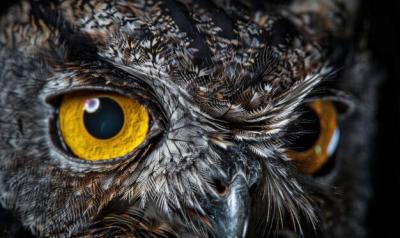 Intricate Owl Face Featuring Bright Yellow Eyes and Detailed Feather Patterns – Free Download