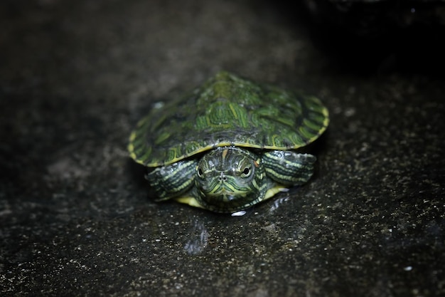 Close-up of a Baby Brazilian Turtle in Water – Free to Download