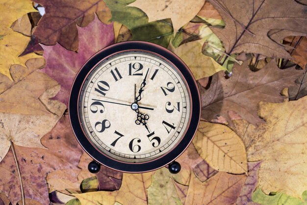 High Angle View of Clock on Maple Leaf – Free Stock Photo for Download