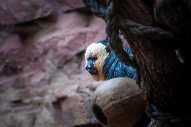 Low Angle View of Saki Against Rock Formation at Zoo – Free Stock Photo Download