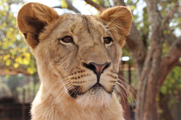 Close-up of Lioness Against Trees – Free Stock Photo, Download Free