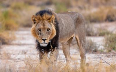 Black Maned Kalahari Lion – Free Stock Photo for Download