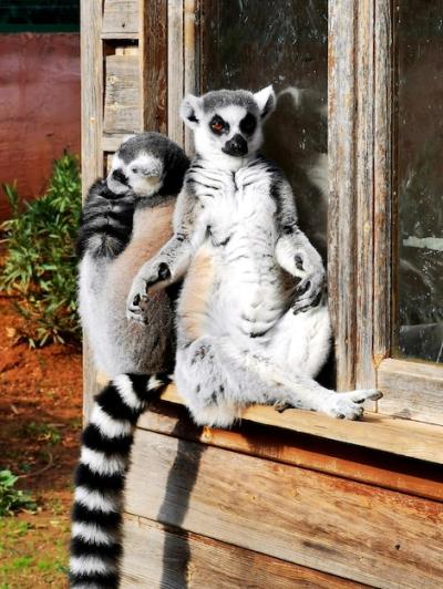 Two Lemurs Sitting on Wood – Free Stock Photo for Download