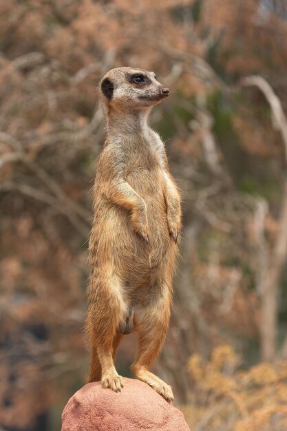 Meerkat on the Lookout – Free Stock Photo for Download