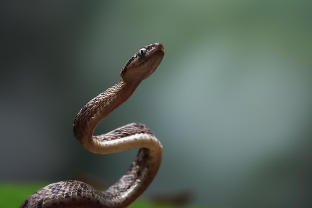 Closeup of Boiga multo maculata Snake on Natural Background – Free Download