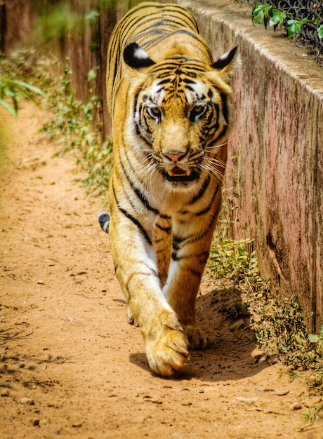 Majestic Tiger Walking in Zoo – Free Stock Photo for Download