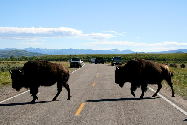 Bison on the Road: Majestic Wildlife Encounter – Free Download