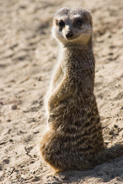 Meerkat Close-Up: Free Download