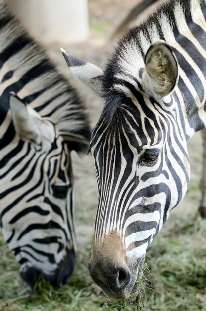 Close-up of Zebras on Field – Free Stock Photo for Download