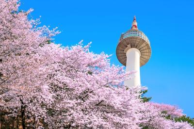 Seoul Tower Amidst Pink Cherry Blossoms in Spring – Free to Download