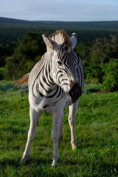 Zebra on Grassy Field – Free Download, Free Stock Photo