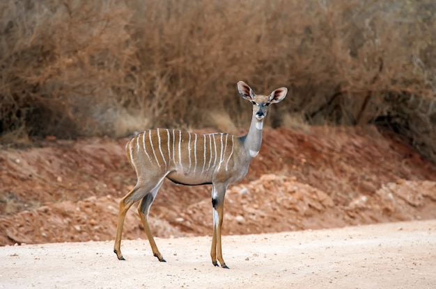 Greater Kudu (Tragelaphus strepsiceros) – Wild Life Animal of Africa | Free Download