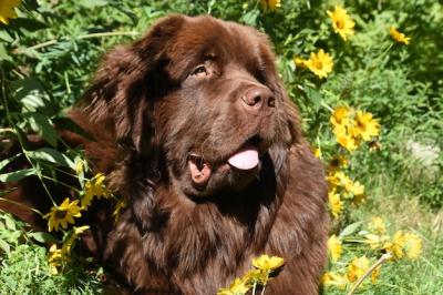 Newfoundland Dog Surrounded by Blooming Yellow Flowers in a Garden – Free Stock Photo for Download